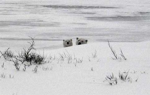 Polar Bears in Canada are a delight to travelers