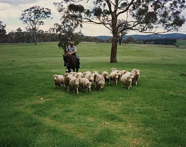 disabled travel canberra australia bringing sheep